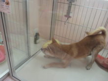 アピール(((o(*ﾟ▽ﾟ*)o)))