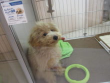 成人の日(*ﾟ∀ﾟ*)