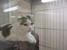 猫パンチ(・∀・)