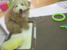 やんちゃ君(*´▽｀*)