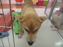 ダックス君と柴君(*ﾟ▽ﾟ*)