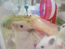 ハムちゃん(*^^*)