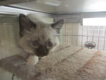 ポチたま(*´∀｀)