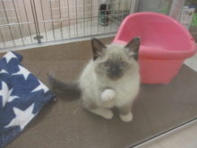 ラグ君(ﾟ∀ﾟ)