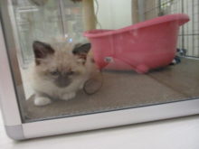 集中(｀・ω・´)