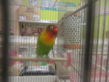 ポチたま（＾∇＾）