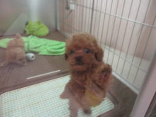 ポチたま(*´ω｀*)