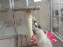 おもちゃ(ﾟ∀ﾟ)