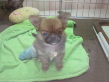 チワちゃん( ´艸｀)