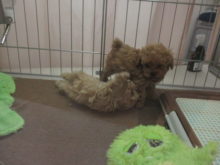 じゃれあい(*´∀｀)