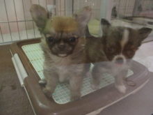 ちょっかい(*´д｀*)