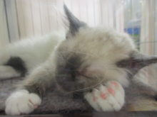 まくら(*´ω｀*)