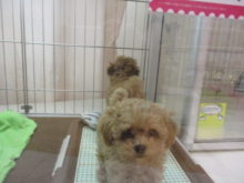 待機(｀・ω・´)