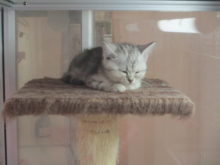 こねこ(=‘ｘ‘=)