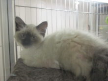 ポチたま(*ﾟ∀ﾟ*)