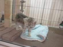 ウロウロ(*´∀｀)