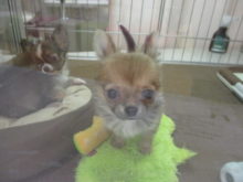 ポチたま(*ﾟ∀ﾟ*)