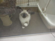 ラグ君(*´∀｀*)