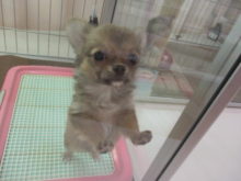 チワちゃん(*´ω｀*)