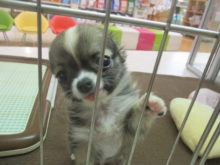 ポチたま( ´ ▽ ` )