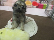 チワ君(*´∀｀*)