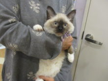 家族が決まりました(*´∀｀)