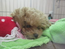 子犬たち(*´ω｀*)