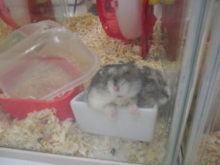 ハムちゃんズ(*^_^*)