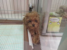 こどもの日(*ﾟ∀ﾟ*)