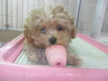 プーちゃん(*´ω｀*)