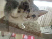 ミヌ君(*´∀｀*)