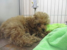 ポチたま(*´▽｀*)