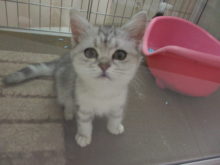 ポチたま（＾∇＾）