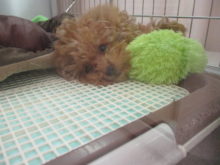 スヤスヤ( ´ ω ` )