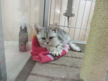 ツンデレ？！(´∀｀)