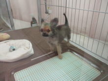 チワ君(*´∀｀)