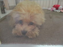 ポチたま(*´∀｀*)