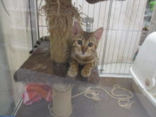 グルグル( *｀ω´)