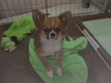 ポチたま(*´∀｀*)