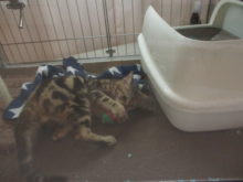 チワちゃん(*´∀｀*)