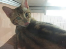 こねこ(*´д｀*)