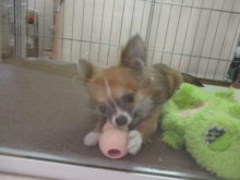 こいぬ(*ﾟ∀ﾟ*)