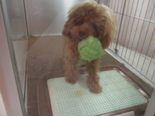 ポチたま(´∇｀)