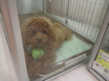 ボール(｀・ω・´)