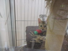 ループ(*´∀｀)