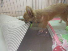 チワちゃん( ﾟ∀ ﾟ)