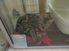 ポチたま(*´∀｀)