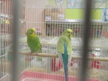 新メンバー(*ﾟ∀ﾟ*)