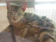 ネコちゃん(=‘ｘ‘=)