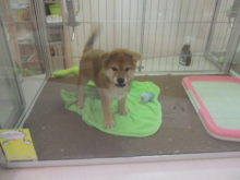 ポチたま(*´∀｀)